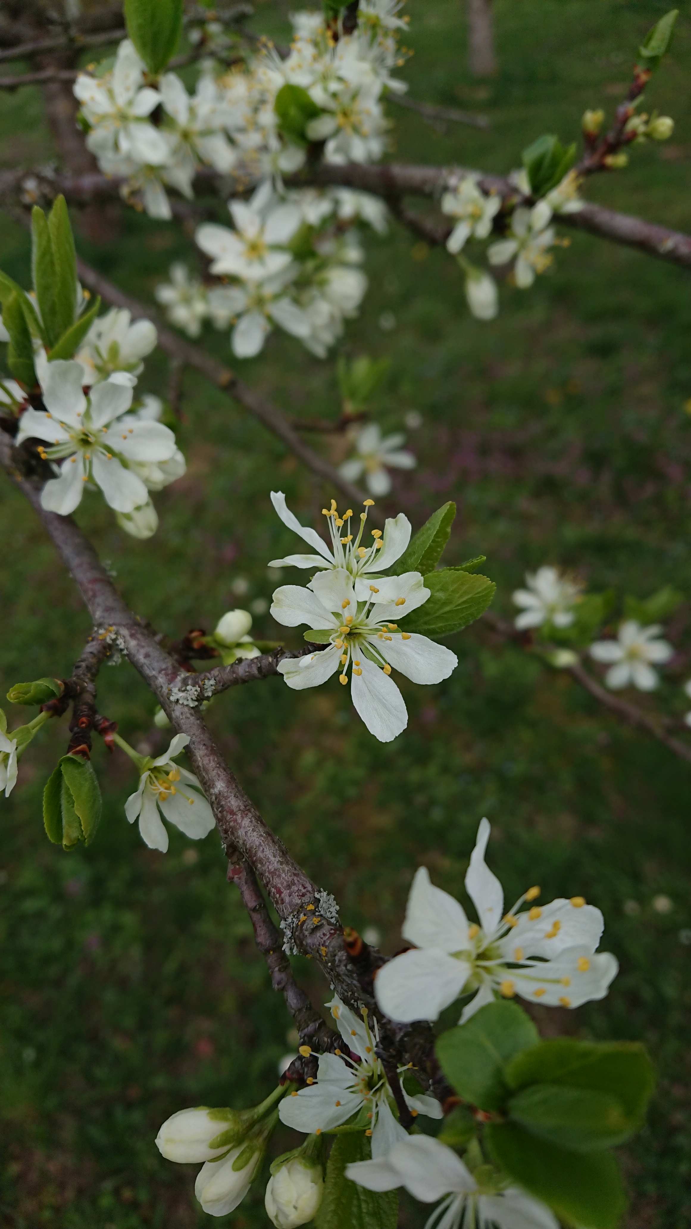 Blüte