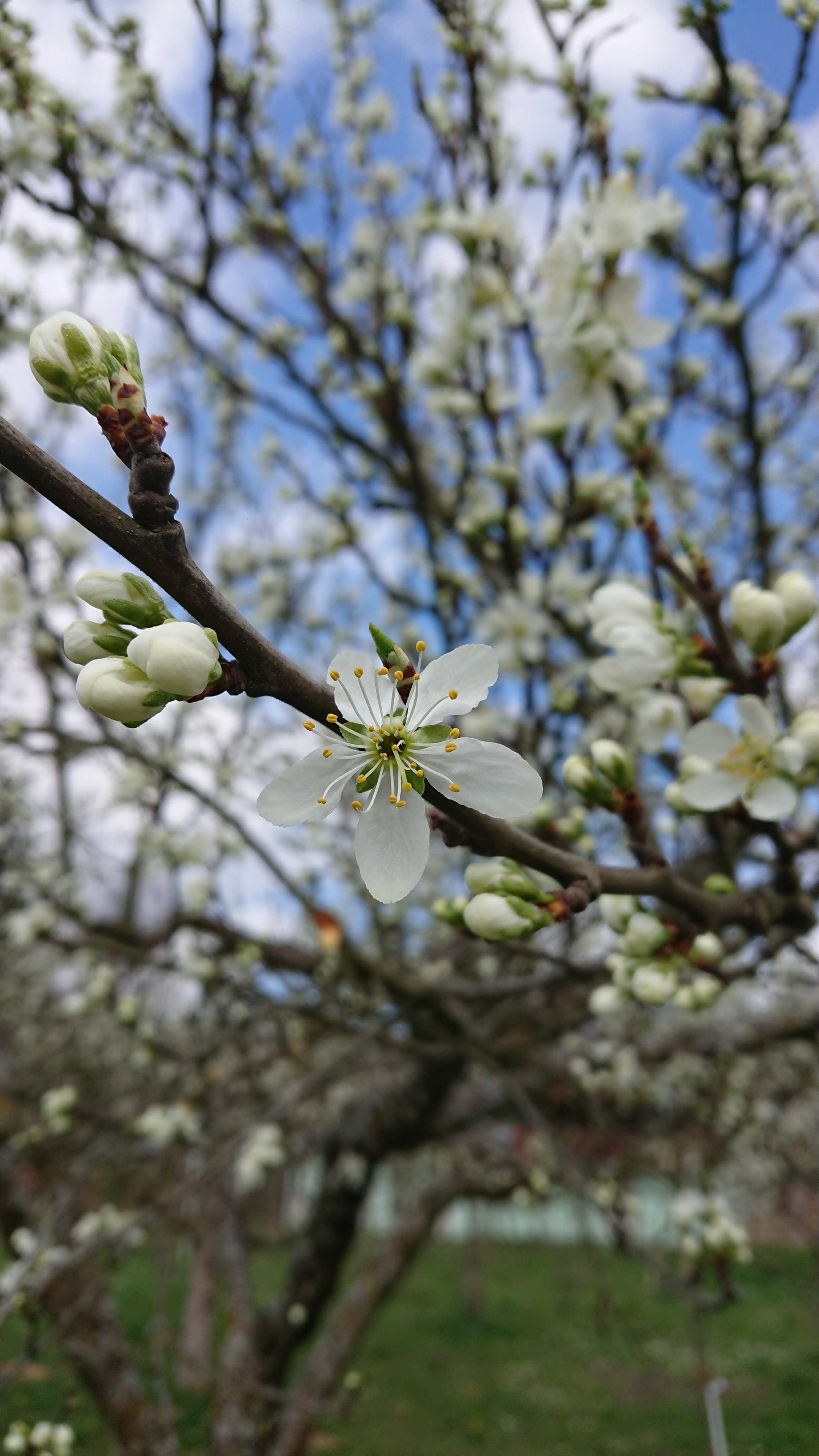 Blüte